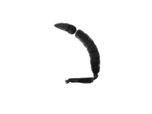Perilampus ruficornis